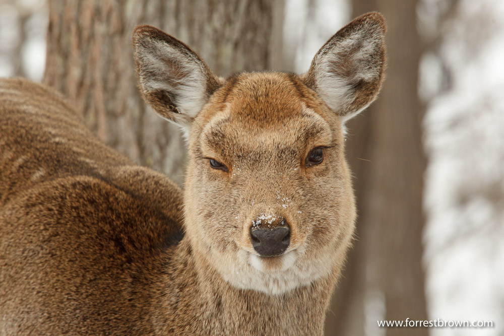 Hokkaido, Japan, Nature Photography, Workshop, Winter, Wildlife, Deer
