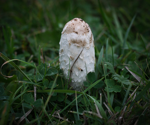 Interesting mushroom