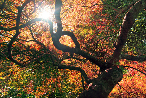 フリー写真素材|自然・風景|樹木|紅葉|