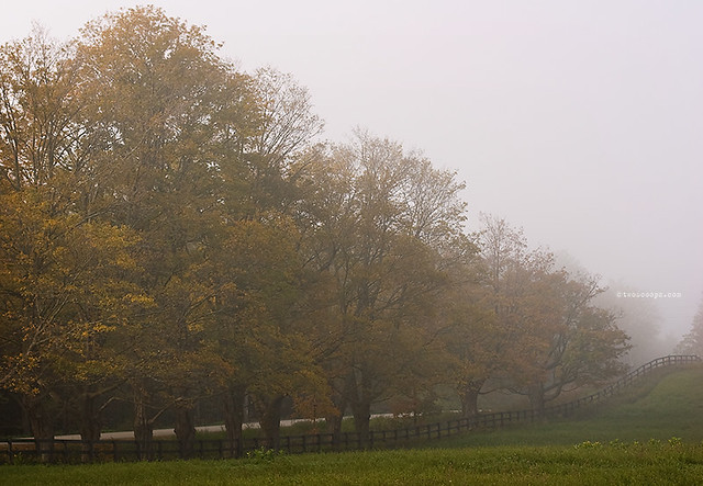 Foggy Fall Fence 288/365