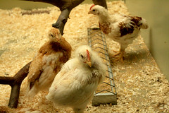 Hühnerküken - Drei Wochen alt / Chicken biddies - Three weeks old
