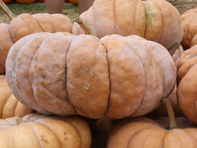 Fat Squatty Pumpkins