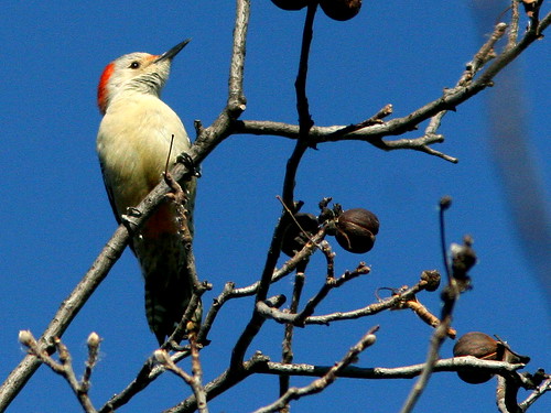 Red-bellied Woodpecker 20101102