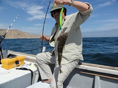 Mighty Grouper caught in Cabo Blanco Peru