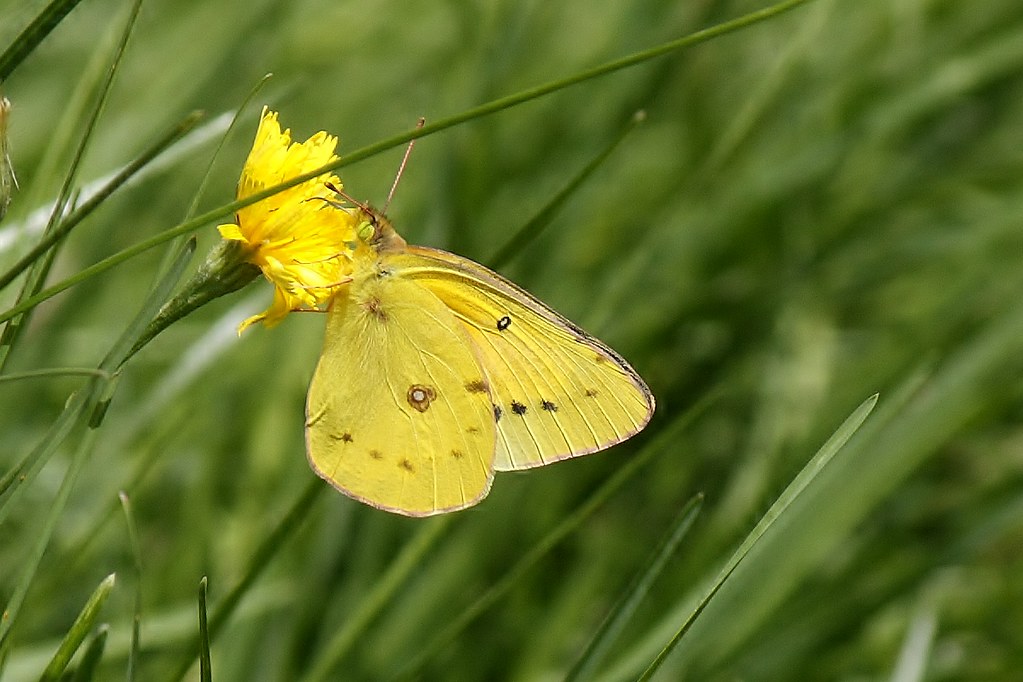 Clouded Sulphur Butterfly (14)