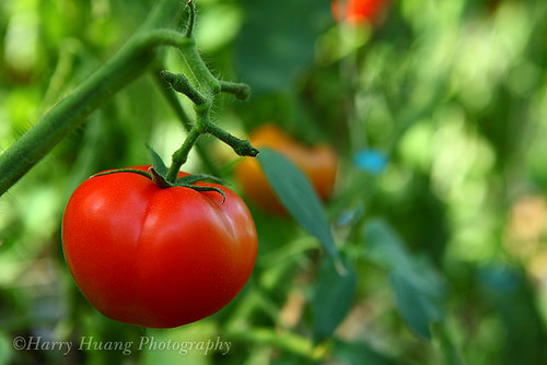 3_MG_3050-Tomato, Fruit, Vegetable, Food, Plant, Garden, Farm, Taiwan 番茄-西紅柿-水果-食物-菜園-農業-農作物-農場