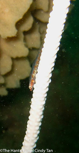 Whip coral Goby