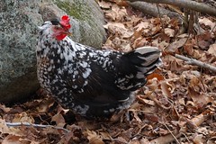 Black-crested Icelandic hen