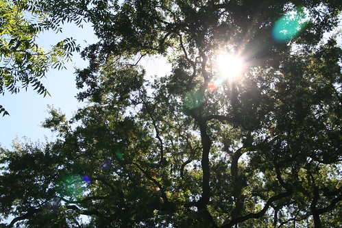 Oak, Sun, and Sky 