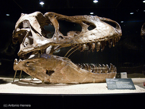Cráneo de Tarbosaurus
