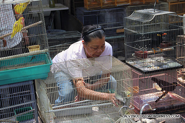 Vendor grabbing a bird out for her customer to inspect
