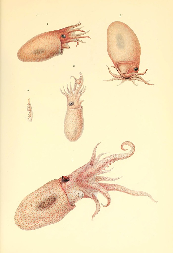 Eledonella pygmaea VERR. (male, female and hectocotylus of younger male)