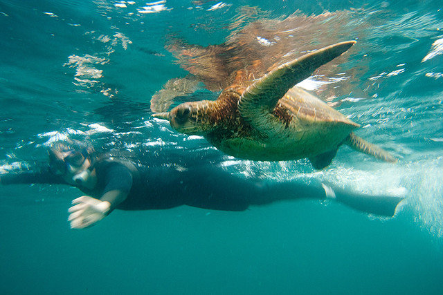 C snorkeling with a sea turtle
