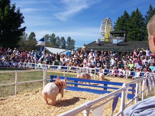 aug 273 Alaskan Racing Pigs take on the hurdles!