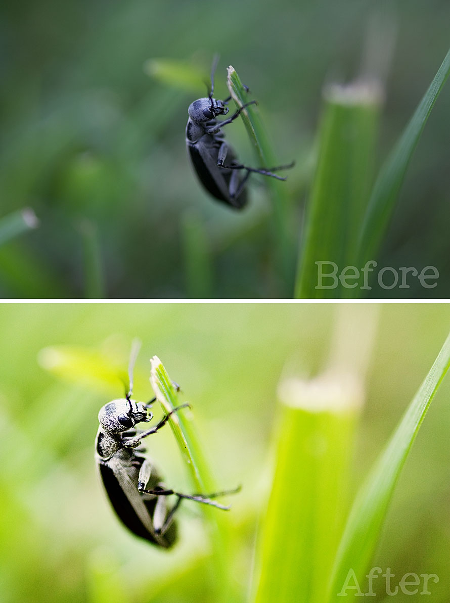 The Bug Before and After