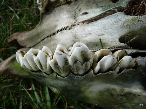 Pictures Of Cows Teeth. Cows teeth