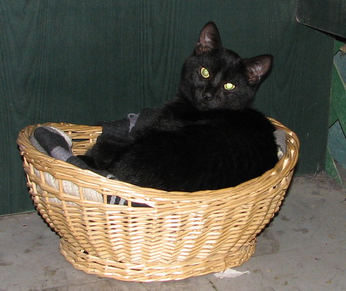 A basket to sleep in