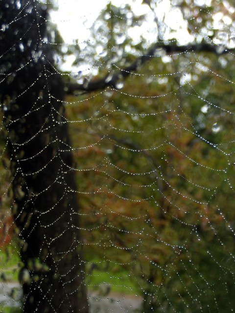 oak web
