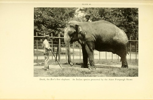 ‘Dunk’ on of the National Zoological Park’s First Elephants
