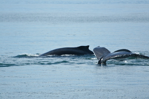 whale watching alaska. Whale watching - Alaska
