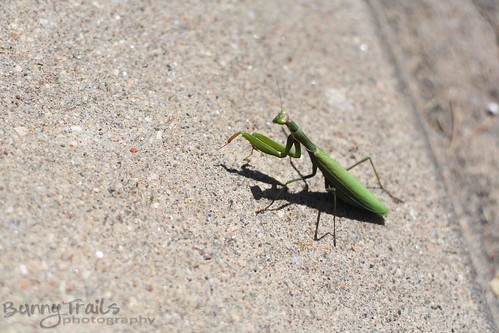 253-praying mantis