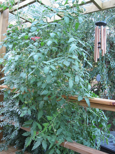 Tomato Plant from Seed