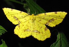 Bright Moth