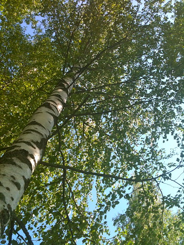 Under the birches