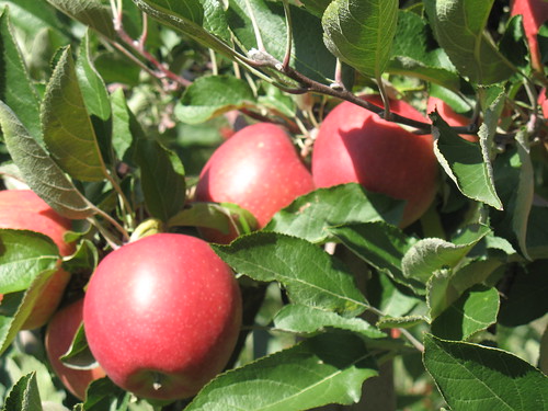 Die Apfelsorte Braeburn 
