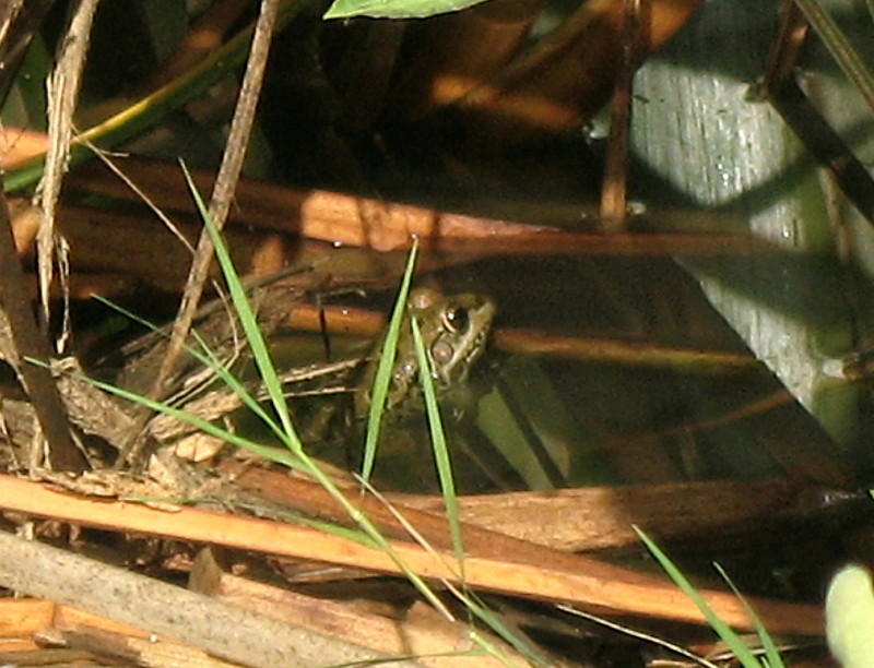 30-09-2010-frog-hiding-you-dont-c-me3