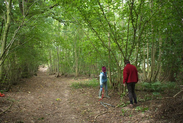 Coppicing in the woods