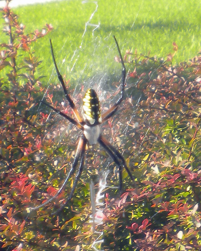 Spider inside web