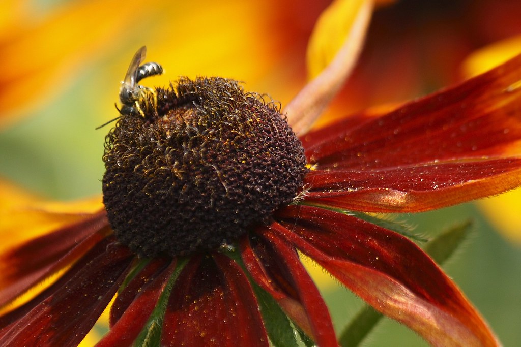 Small wasp on coneflower