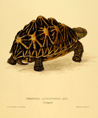 001-Testudo Actinodes Bell-Tortoises terrapins and turtles..1872-James Sowerby