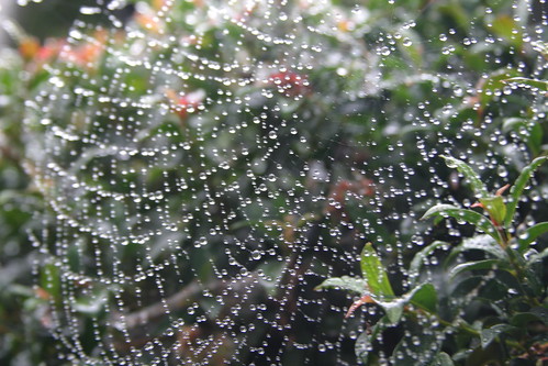 rain webs 010