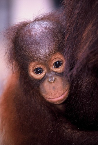 Orangutan1