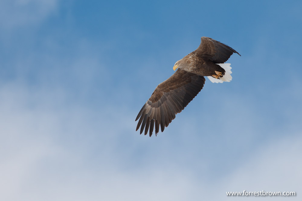 Hokkaido, Japan, Nature Photography, Workshop, Winter, Wildlife, Eagle