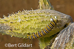 MonarchCaterpillars-2