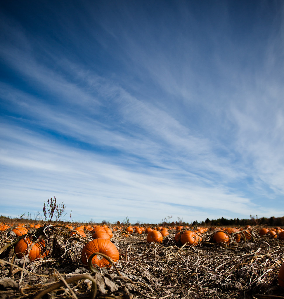 Pumpkin Patch and blues [EOS 5DMK2 | EF 17-40L@17mm | 1/3200 s | f/4 | ISO200]