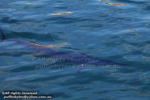 Mediterranean Spearfish - Tetrapturus belone