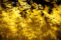 Weeds shaking under a strong wind. Backlit image shot with Nikkor 70-200 VR I