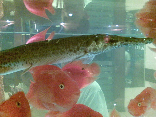Long fish