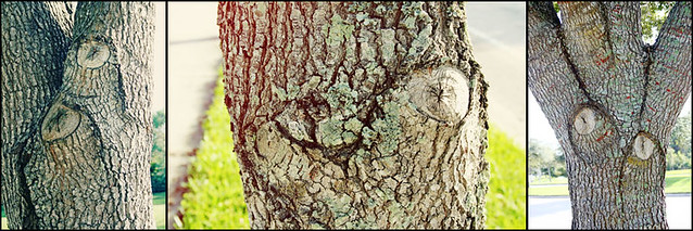 tree faces