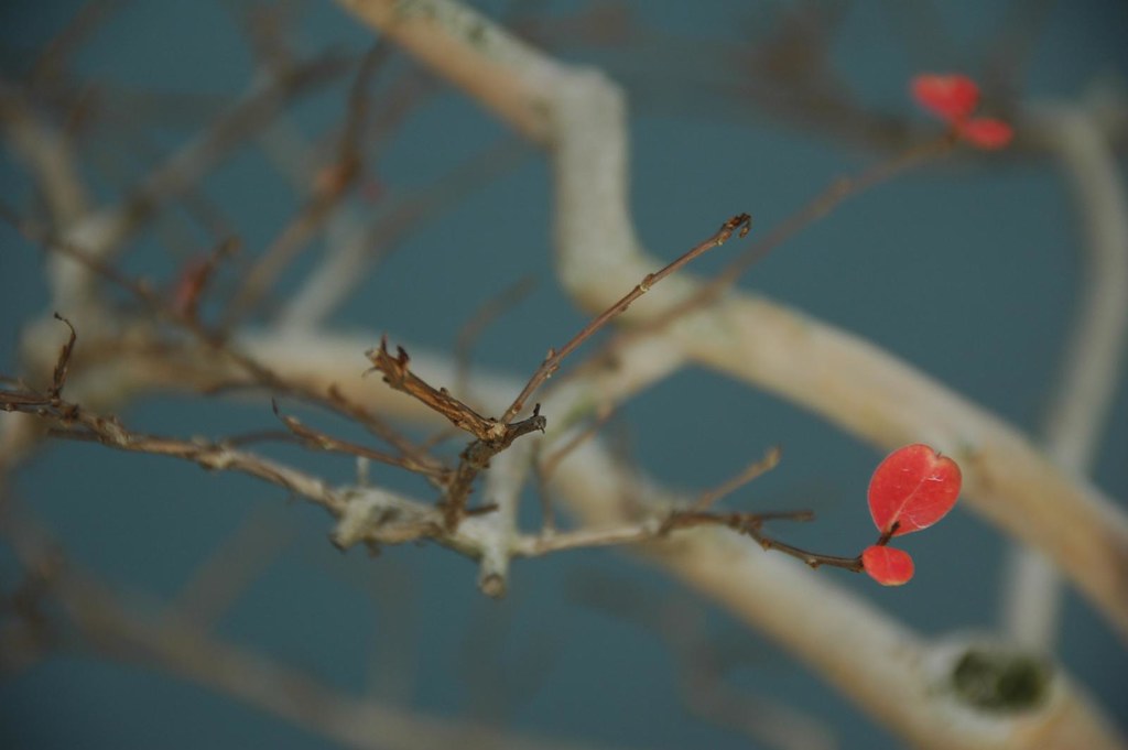 Lagerstroemia indica, Crape Myrtle, Bons by Flatbush Gardener, on Flickr