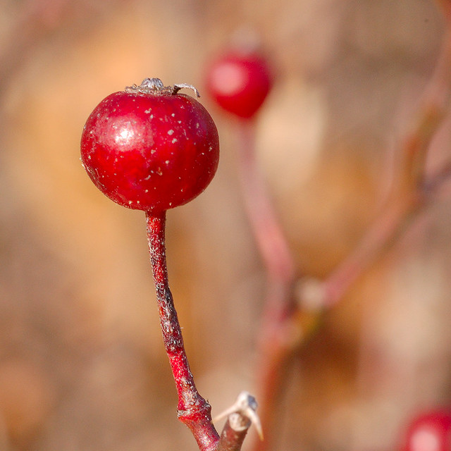 Broemmelsiek Park, in Saint Charles County, Missouri, USA - red berries on red stalk against brown background