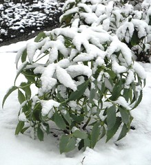Helleborus Silver Lave in snow