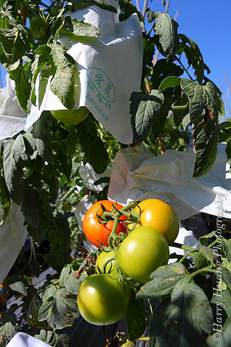 3_MG_3009-Tomato, Fruit, Vegetable, Food, Plant, Garden, Farm, Taiwan 番茄-西紅柿-水果-果實-食物-菜園-農業-農作物-農場
