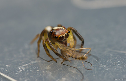 Jumping Spider with Prey V