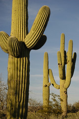 tucson-saguaro-cactus