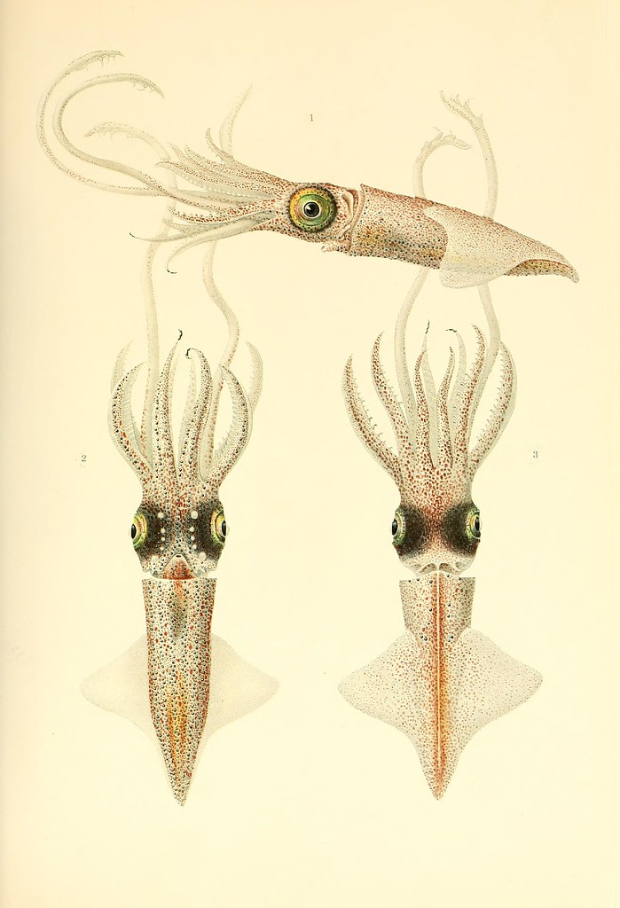Abraliopsis morisii (mature female)